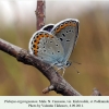 plebeius argyrognomon kislovodsk male 4